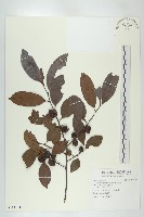 藏品(山紅柿)的圖片