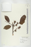 藏品(山紅柿)的圖片