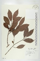 藏品(山紅柿)的圖片