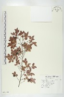 藏品(楓港柿)的圖片