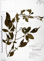 藏品(烏皮九芎、奮起湖野茉莉)的圖片