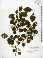 藏品(烏皮九芎、奮起湖野茉莉)的圖片