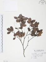 藏品(小葉赤楠)的圖片