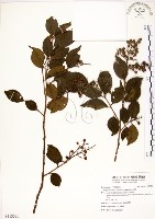 藏品(九芎)的圖片