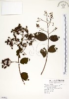 藏品(九芎)的圖片