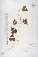 藏品(黑果馬交兒)的圖片