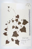 藏品(黑果馬交兒)的圖片