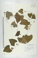 藏品(黑果馬交兒)的圖片