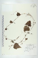 藏品(黑果馬交兒)的圖片