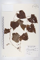 藏品(鈕子瓜)的圖片