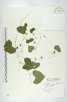 藏品(馬交兒)的圖片