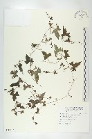 藏品(台灣馬交兒)的圖片