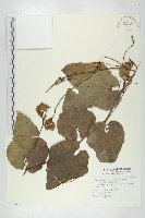 藏品(芋葉括樓)的圖片