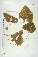 藏品(王瓜)的圖片