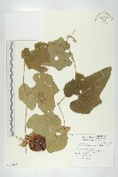 藏品(王瓜)的圖片