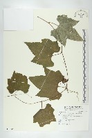 藏品(槭葉括樓)的圖片