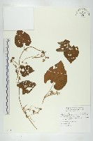 藏品(青牛膽)的圖片