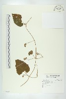 藏品(青牛膽)的圖片