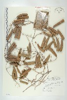 藏品(穿山龍)的圖片