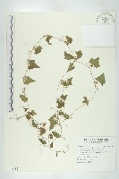 藏品(天花)的圖片