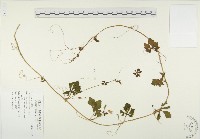 藏品(苦瓜)的圖片