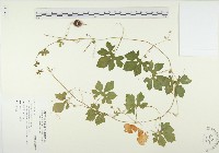 藏品(苦瓜)的圖片