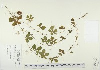 藏品(苦瓜)的圖片