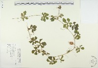 藏品(苦瓜)的圖片