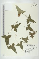 藏品(變葉馬交兒)的圖片