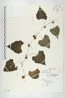 藏品(黑果馬交兒)的圖片