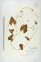 藏品(瓣瓜)的圖片