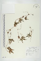 藏品(雙輪瓜)的圖片