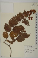 藏品(雷公藤)的圖片