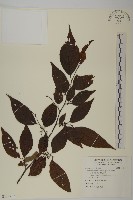 藏品(佩羅特木)的圖片