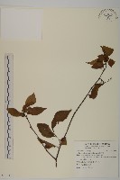 藏品(佩羅特木)的圖片