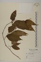 藏品(佩羅特木)的圖片