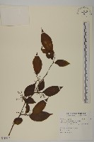 藏品(佩羅特木)的圖片