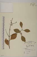 藏品(日本賽衛矛、日本假衛矛)的圖片