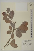 藏品(蘭嶼裸實)的圖片