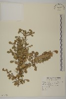 藏品(北仲, 刺裸實)的圖片