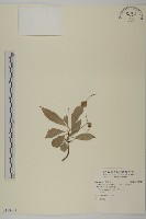 藏品(厚葉衛矛)的圖片