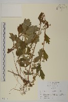 藏品(庵蒿)的圖片