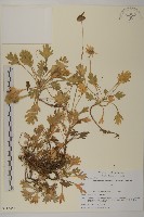 藏品(紫花野菊)的圖片