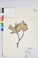 藏品(蘭嶼土沉香)的圖片