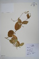 藏品(鷗蔓)的圖片