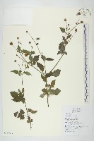 藏品(白花鬼針)的圖片