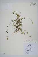 藏品(爵床)的圖片