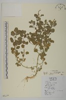 藏品(變葉藜)的圖片