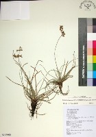 藏品(乾溝飄拂草)的圖片