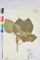 藏品(蘭嶼鐵莧、綠島鐵莧)的圖片